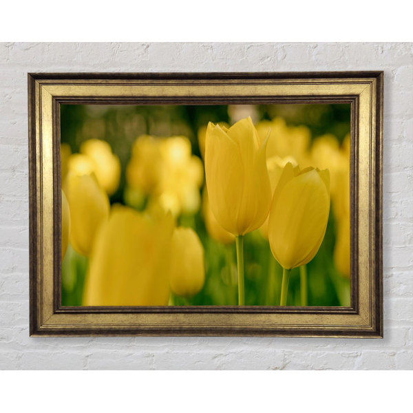 Sunshine Tulips By Frank, A. - Framed Print Wall Art - Yellow